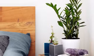 8 loại cây cảnh nên đặt trong phòng ngủ