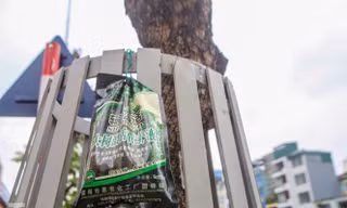 Được 'cấp cứu' liên tục, hàng sưa đỏ phố Nguyễn Văn Huyên vẫn héo úa