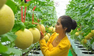 Vườn dưa lưới của chàng thạc sĩ nông nghiệp thu hút đông bạn trẻ check-in dịp Tết