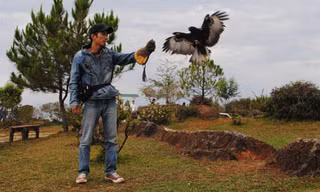 Nguyễn Văn Thái đang biểu diễn với chú chim đại bàng đã qua huấn luyện. Ảnh: Quốc Dũng.