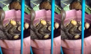 Gà mẹ đại chiến rắn hoang để cứu trứng trong ổ