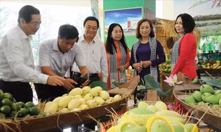 Lô xoài cát Hòa Lộc đầu tiên của Việt Nam từ tỉnh Đồng Tháp xuất khẩu sang Mỹ 