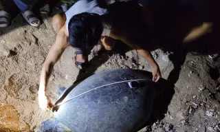 Một tuần làm 'bà đỡ' cho rùa biển