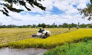 Thu hoạch lúa ở Hậu Giang. ẢNH: CẢNH KỲ