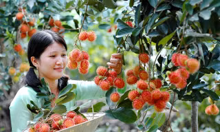 Hè này vi vu miền Tây với "tour vườn trái cây": Cảnh đẹp nghìn like, còn được ăn ngon