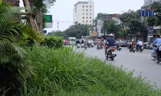 Cỏ dại um tùm biến đường phố Hà Nội thành “vườn hoang“