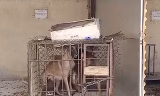Bắt tạm giam bà chủ của hai con chó béc giê cắn bé gái 5 tuổi tử vong
