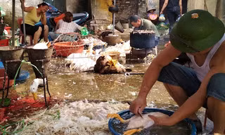Dừng toàn bộ hoạt động giết mổ tại chợ đầu mối Bắc Thăng Long