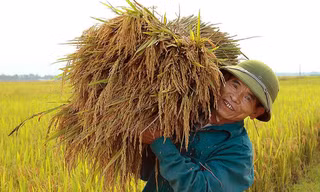Trung ương yêu cầu mỗi năm sản xuất ít nhất 35 triệu tấn lúa để bảo đảm an ninh lương thực