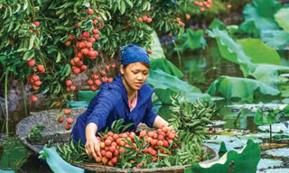 Muốn quả vải phát triển bền vững, người dân cần thay đổi thói quen sản xuất để đáp ứng tiêu chuẩn xuất khẩu 