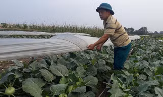 Thu nhập bình quân ở nông thôn tăng ít nhất 1,5 lần trong 5 năm tới 