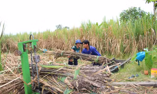Thu hoạch mía ở Hậu Giang ẢNH: CẢNH KỲ 