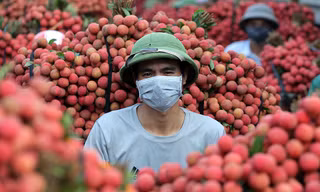 Bắc Giang: Vải thiều 'nhuộm đỏ' thị trấn Chũ