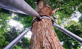 Cận cảnh cột trụ, giá đỡ thành 'gông cùm' bóp chặt sự tăng trưởng cây xanh
