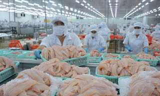 Hệ thống kho lạnh của các DN thủy sản hiện đã đầy, không còn chỗ để chứa thêm nguyên liệu cá tra, tôm thu mua của dân.