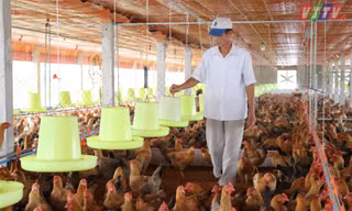 Bộ NN&PTNT cảnh báo nguy cơ lân lan dịch cúm gia cầm trong thời gian tới ở mức cao