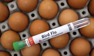 WHO cảnh báo dịch H5N1 đang diễn biến đáng lo ngại