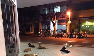 6 chú chó trung thành chạy theo chủ tới bệnh viện và nằm dài chờ đợi bên ngoài.