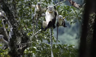 Loài Voọc kêu cứu