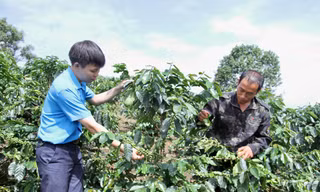 Xã người Mông làm kinh tế từ hạt nâu đất đỏ