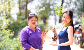 Khám phá vườn sâm Lai Châu, nơi ươm mầm khát vọng đổi đời của vùng biên viễn