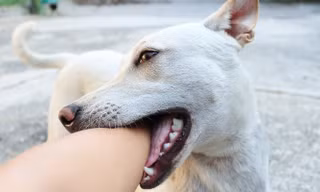 Một phụ nữ phát bệnh dại tử vong sau 7 tháng bị chó con cắn