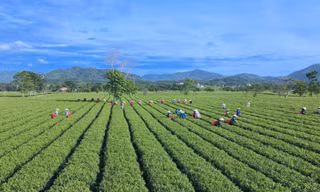 Mê mẩn ngắm từ trên cao cánh đồng chè bạt ngàn hút mắt ở Hà Tĩnh