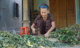 Trồng cây dược liệu giúp người nông dân phát triển làm giàu