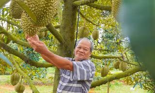 Hình ảnh nông dân Bà Rịa - Vũng Tàu tất bật thu hoạch sầu riêng xuất khẩu đi Trung Quốc