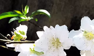 Bạch đào xứ Bắc nở hoa ở Tây Nguyên