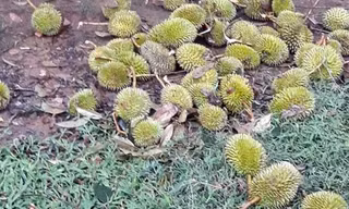 sầu riêng rụng đầy gốc cây