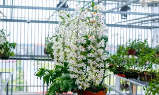 Một chậu hoa lan đột biến
