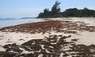 Tận diệt rong biển