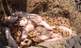 Heo chuẩn bị tiêu hủy.