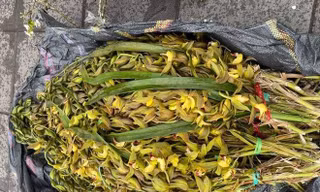 Tranh nhau mua lan tiến vua siêu rẻ, giá 13.000 đồng/cành