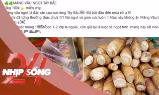 NHỊP SỐNG 24: Măng vầu luộc gây 'sốt' mạng xã hội: Chuyên gia khuyến cáo