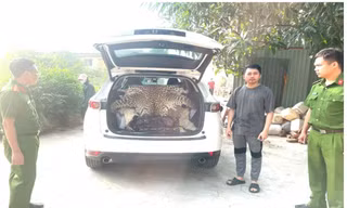 Khởi tố đối tượng mua bán da báo hoa mai
