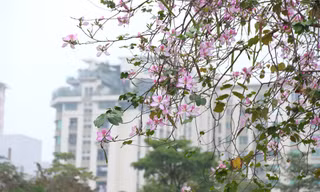 Ngỡ ngàng sắc hoa ban nở sớm giữa lòng Hà Nội