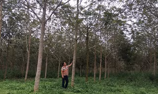 Gia đình ông Trần Ðình Mạnh (Chủ tịch UBND huyện Tuy Ðức từ 2008 đến 2015) đang trồng cao su trên diện tích đất thuê của Nhà nước được huyện cấp sổ đỏ