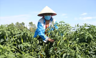 Các hộ nông dân ở thôn Bồ Bản (xã Hòa Phong, huyện Hòa Vang, Đà Nẵng) đang lo lắng ớt được mùa nhưng không được thu mua. 