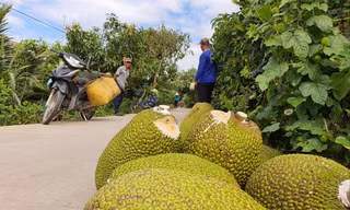 Đầu ra của trái mít tiềm ẩn nhiều rủi ro ẢNH: CK 