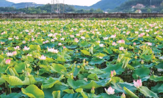 Cánh đồng sen ngát hương ở Kim Liên, Nam Đàn, Nghệ An 