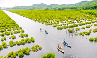 Bất ngờ với rừng ngập mặn giữa lòng khu kinh tế Dung Quất