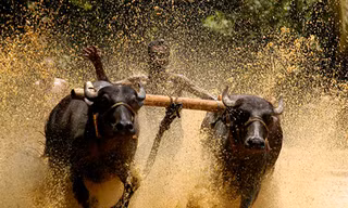 Độc đáo lễ hội 'lướt' bò ở Ấn Độ