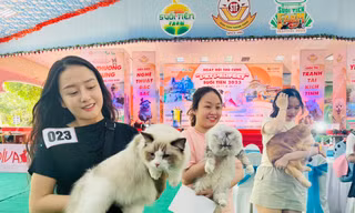 Bạn trẻ 'lên đồ' cho chó mèo xúng xính dự ngày hội thú cưng