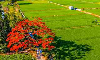 'Sốt xình xịch' với cây phượng cô đơn giữa ruộng rau muống ở TPHCM