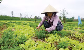Rau phát triển chậm dự báo khan hiếm nguồn rau Tết.