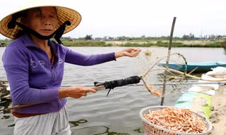 Tôm chết, người dân đành vớt lên làm thức ăn cho gia súc