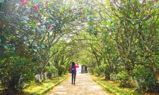 Độc đáo nhà vườn Huế