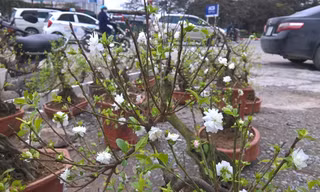 Mai trắng bonsai giá chục triệu ‘hút’ khách Thủ đô chơi Tết